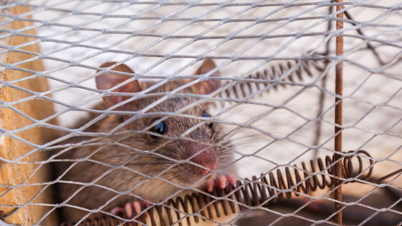 Pest rat used to illustrate rodent infestation and pest control considerations in Cape Town homes